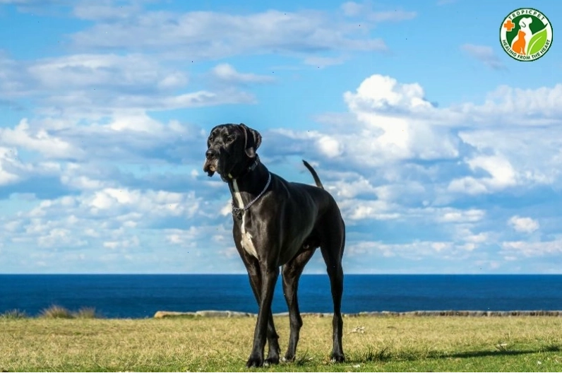 Chú chó Great Dane đứng cạnh người để minh họa kích thước khổng lồ