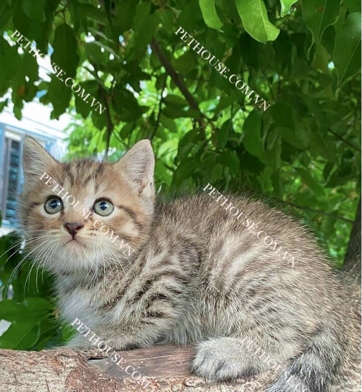 Chú mèo mướp đang chơi đùa