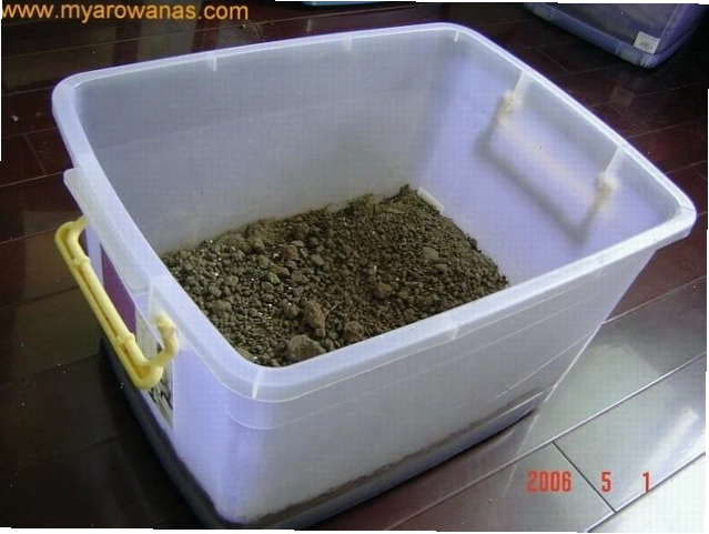 Chuẩn bị chậu nhựa để nuôi rết