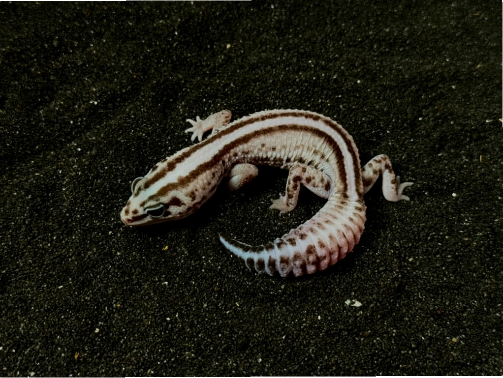 Chuồng nuôi Fat Tail Gecko có đủ chỗ trú ẩn và nền lót an toàn