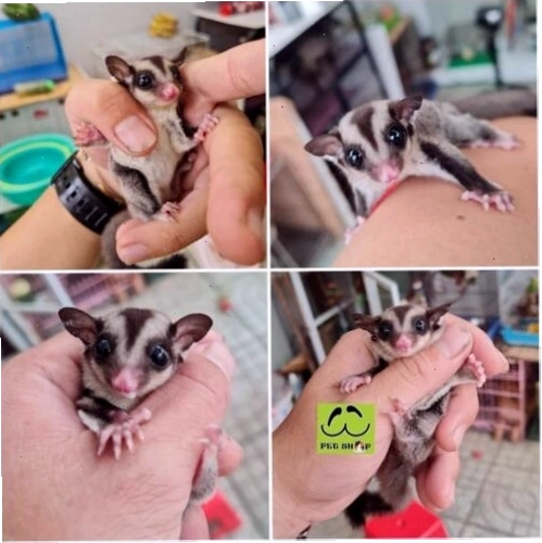 Chuồng nuôi sóc bay đầy đủ tiện nghi với nhà gỗ và dây leo