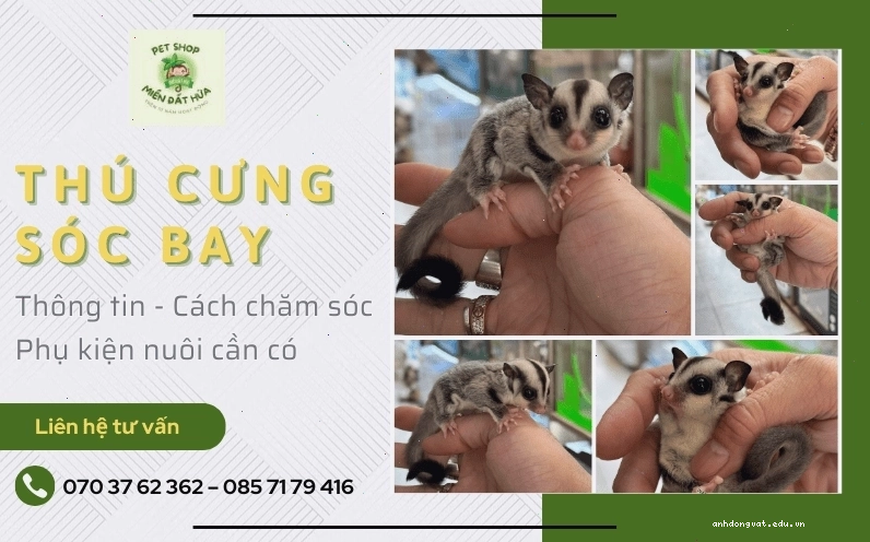 Chuồng nuôi sóc đất có đáy sâu và nhiều vật liệu lót nền