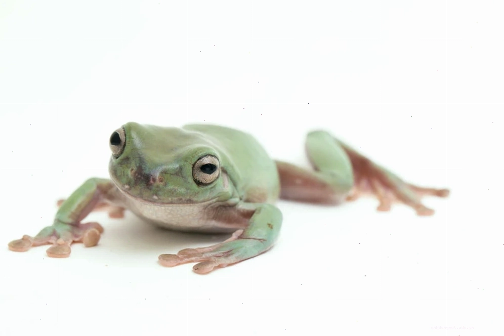 Chuồng nuôi White Tree Frog với cây xanh và cành cây