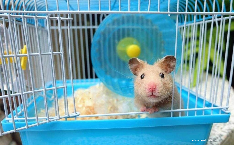 Chuồng sắt là lựa chọn phổ biến cho hamster