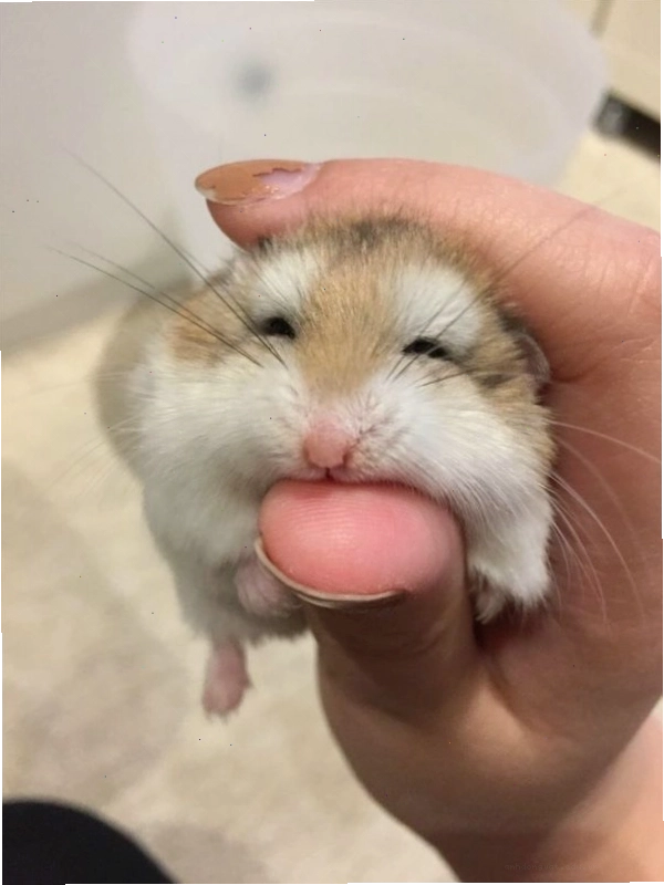 Chuột con mới sinh có bộ lông trắng muốt