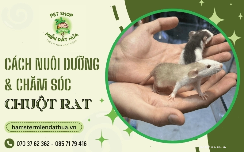 Chuột cống con đang tập ăn thức ăn đặc