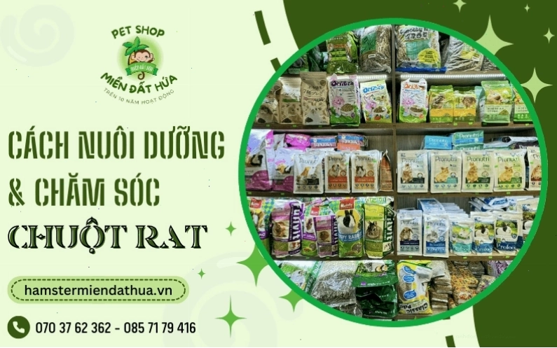 Chuột cống trưởng thành khỏe mạnh