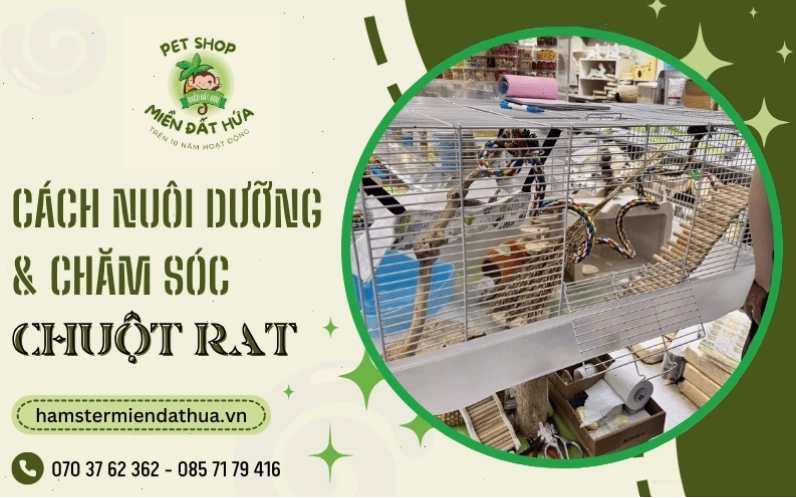 Chuột cống với ngoại hình sạch sẽ