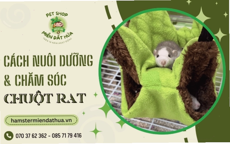 Chuột cống với vẻ ngoài năng động