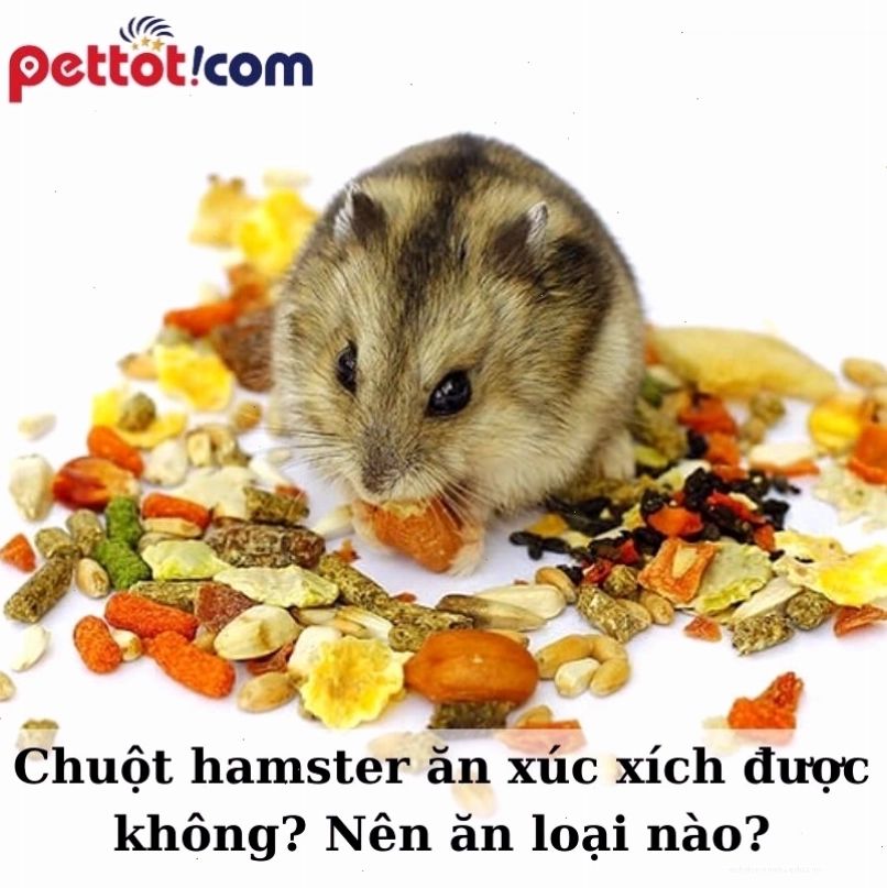 Chuột hamster ăn xúc xích được không? Nên ăn loại nào tốt?