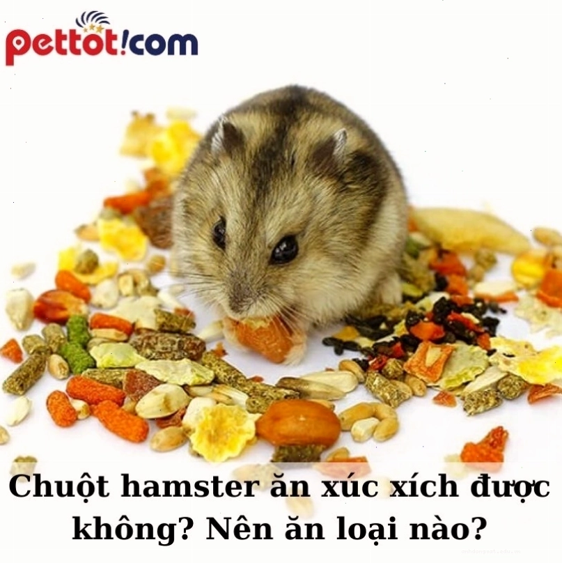 Chuột hamster ăn xúc xích được không? Nên ăn loại nào tốt?
