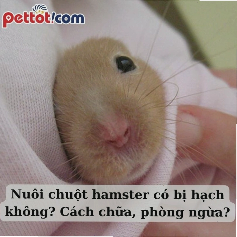 Chuột hamster bị hạch