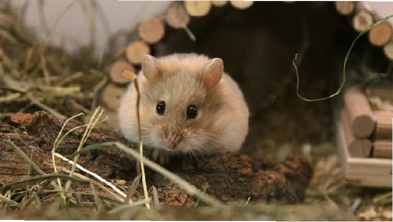 Chuột Hamster Campell trong lồng
