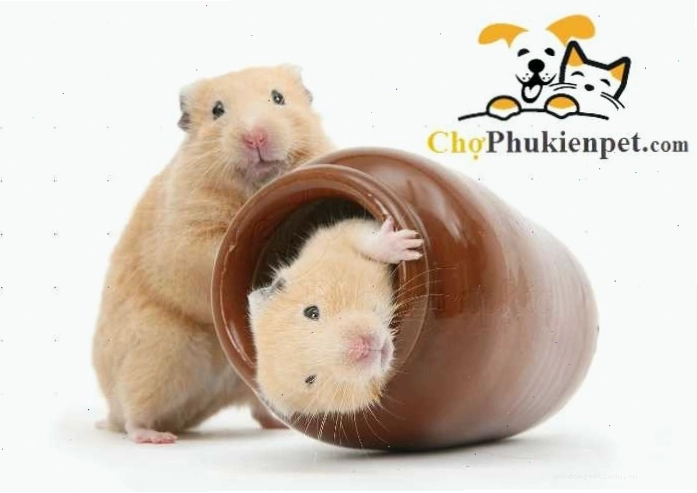 Chuột hamster con trong lồng với nhiều đồ chơi