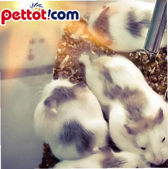 Chuột hamster đang ăn một loại hạt