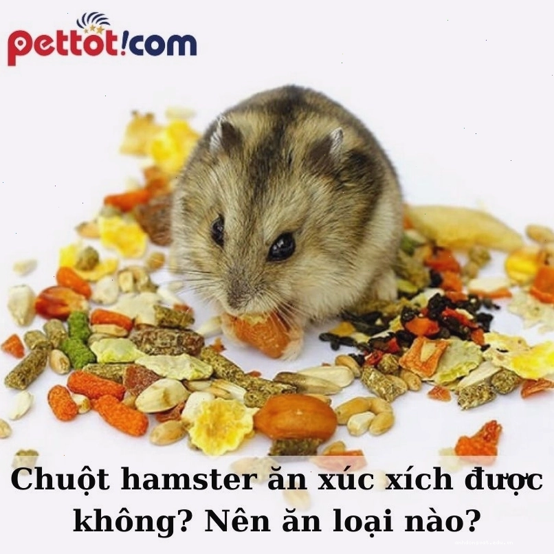 Chuột hamster đang ăn một miếng xúc xích nhỏ