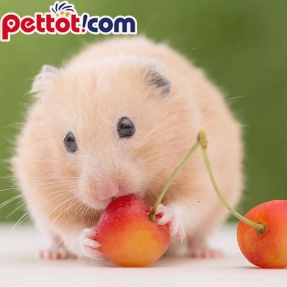 Chuột hamster đang liếm láp bộ lông của mình
