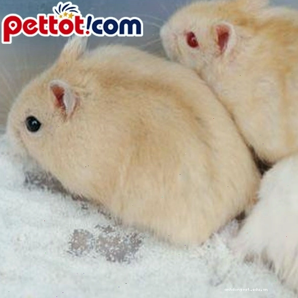 Chuột hamster đang ngủ trong máng ăn