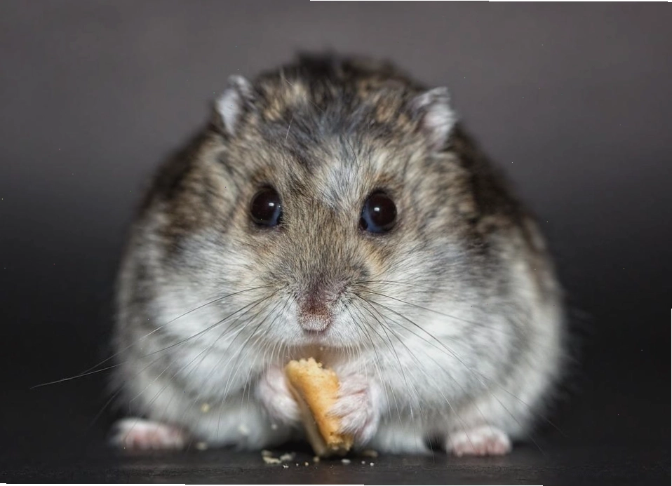 Chuột Hamster nhỏ bé đáng yêu trong bàn tay