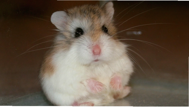 Chuột Hamster Robo nhỏ bé