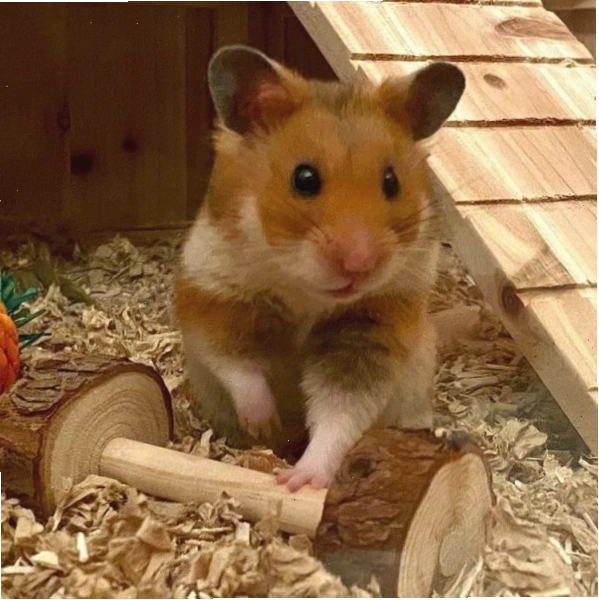 Chuột hamster Syria đang chơi đùa trong lồng