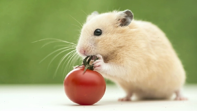 Chuột Hamster Winter White trong lồng