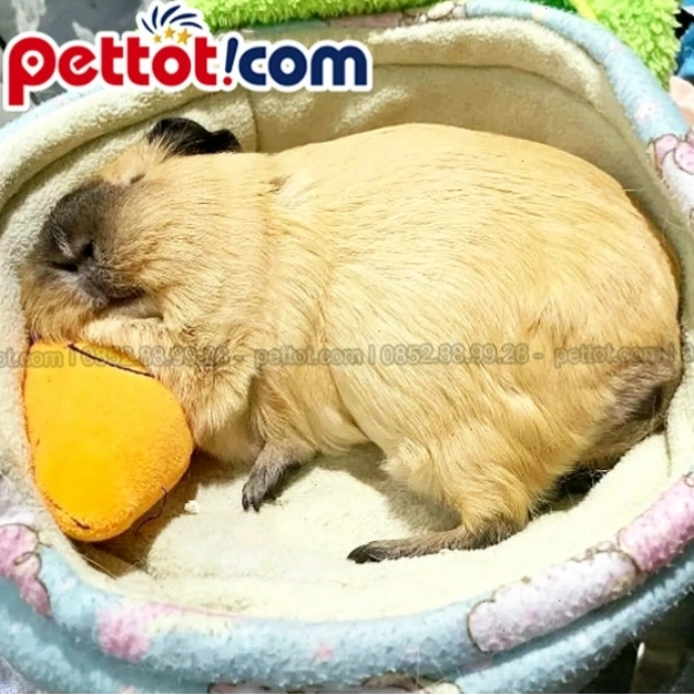 Chuột lang guinea pig giá bao nhiêu và các yếu tố ảnh hưởng
