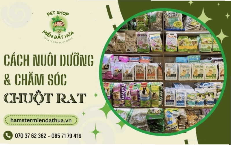 Chuột Rat đang được vuốt ve nhẹ nhàng