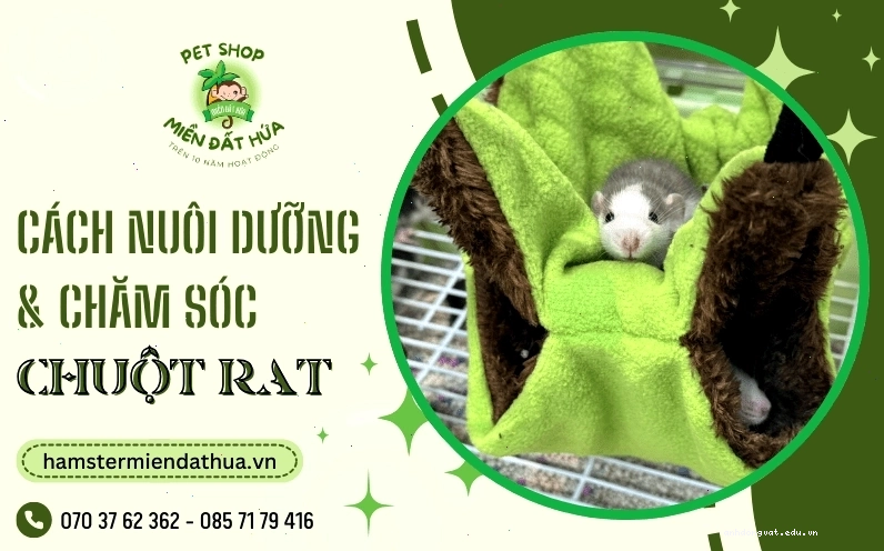 Chuột Rat đang thưởng thức rau xanh
