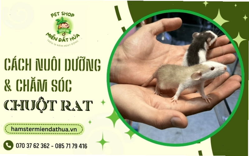Chuột Rat nằm ngủ trong nhà