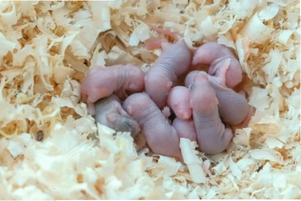 Chuột sơ sinh yếu ớt cần sự chăm sóc của chuột mẹ