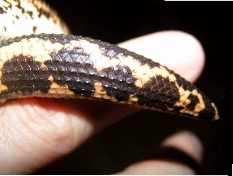 Close up of tail of Kenyan Sand Boa, showing the tip.