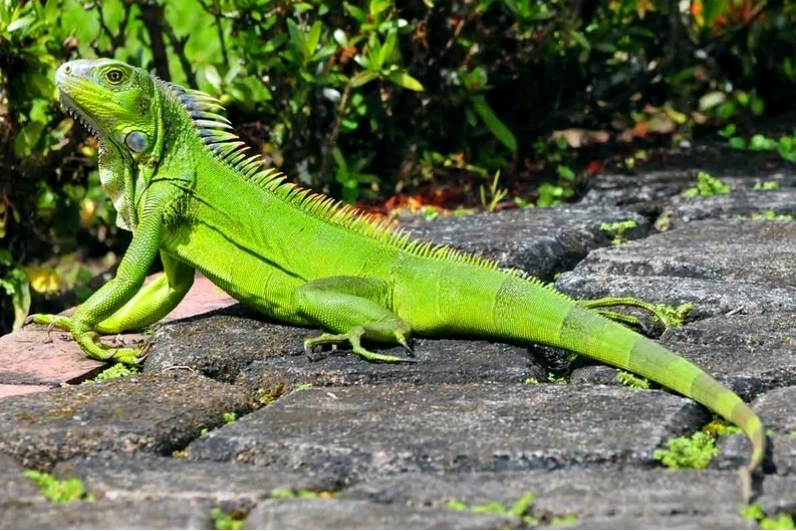 Cơ sở cung cấp giống kỳ nhông uy tín với các loài đa dạng
