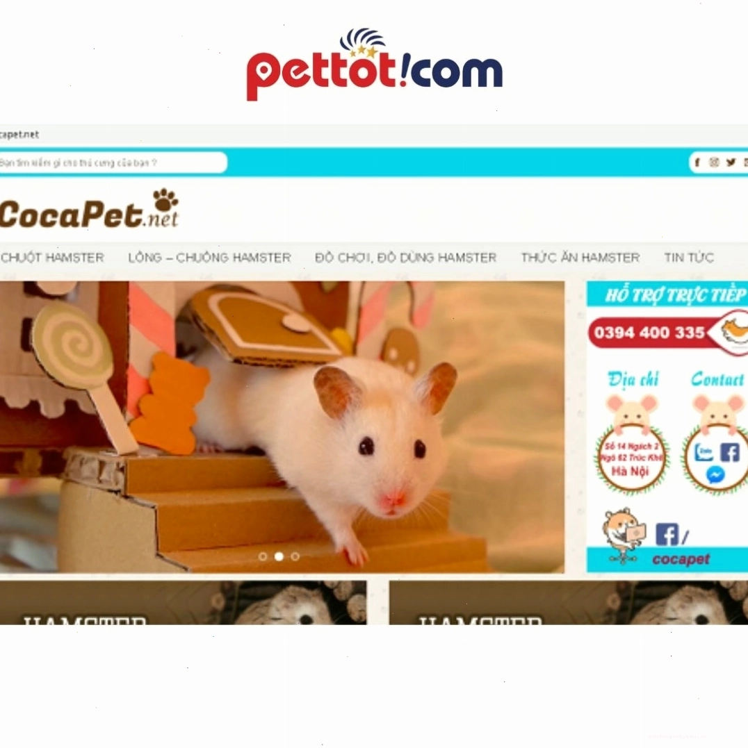 CocaPet.net - địa chỉ bán chuột hamster uy tín với nhiều loại hamster khỏe mạnh