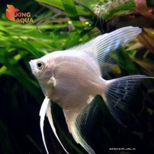 Combo cá Thần tiên trắng size nhỏ