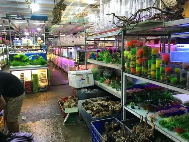 Cửa hàng cá kiểng Nam – cửa hàng cá cảnh có tiếng tại Thủ Đức