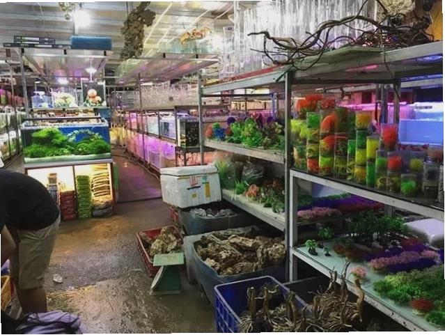 Cửa hàng cá kiểng Nam tại Thủ Đức