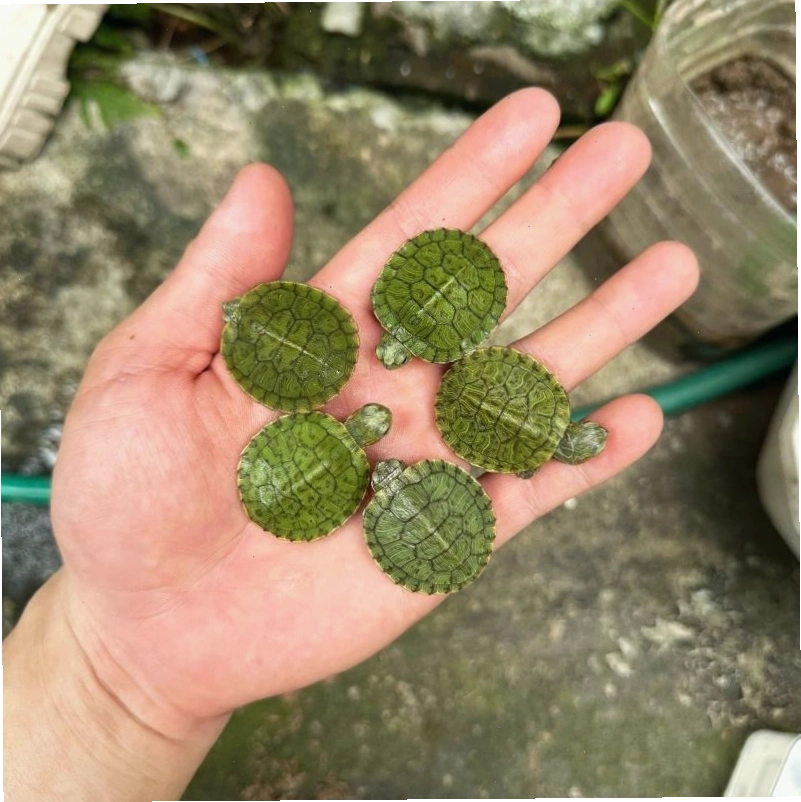Cửa hàng Shop Rùa Cảnh Ali Pet cung cấp nhiều giống rùa và phụ kiện