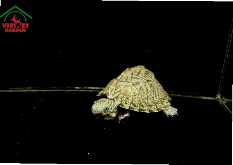Cửa hàng thú cưng Việt Pet Garden