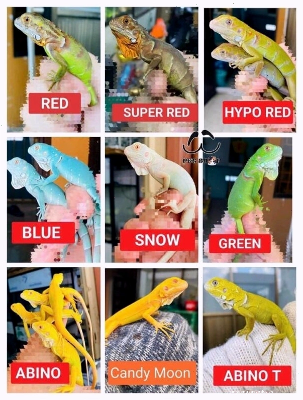 Đa dạng màu sắc của Rồng Nam Mỹ trong bảng giá Iguana