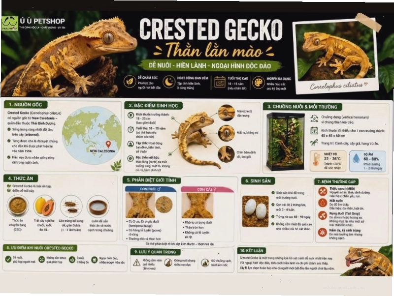 Đặc điểm sinh học nổi bật của Crested Gecko