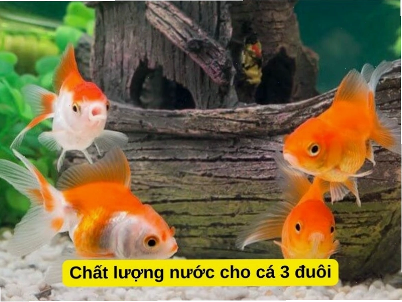 Đảm bảo chất lượng nước sạch cho cá vàng 3 đuôi