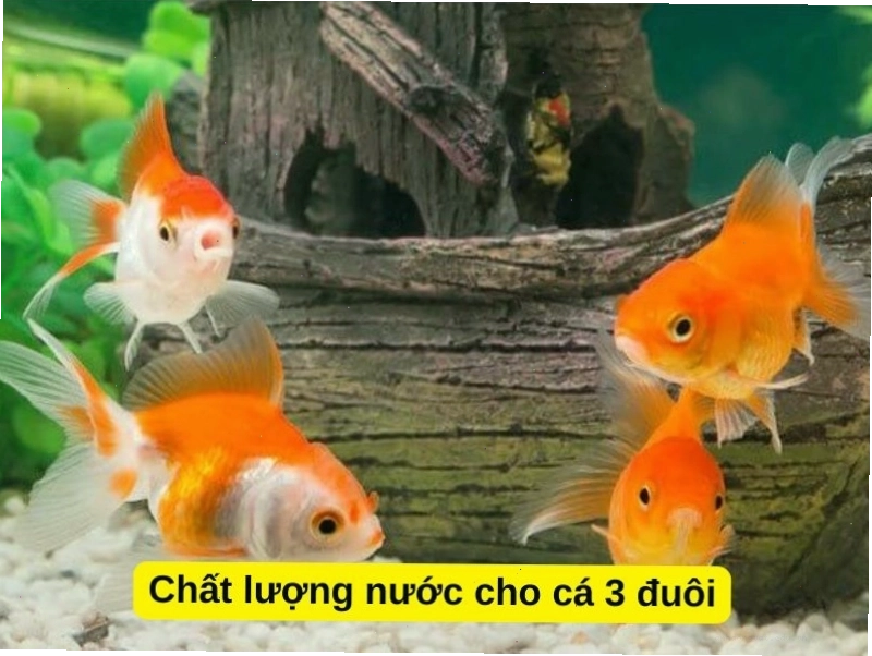 Đảm bảo chất lượng nước tốt cho bể cá ba đuôi