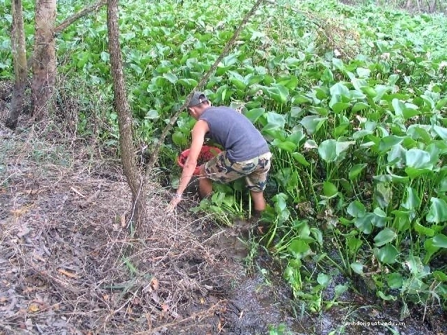 Đàn cá lia thia cái bơi lội hài hòa trong một bể lớn