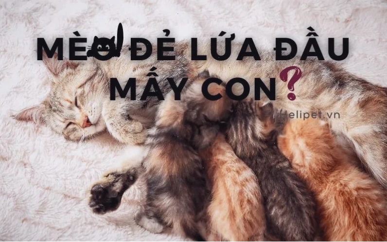 Đàn mèo con bú sữa mẹ