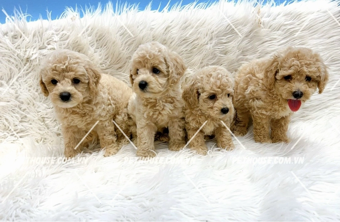 Đàn Poodle trắng đáng yêu nô đùa