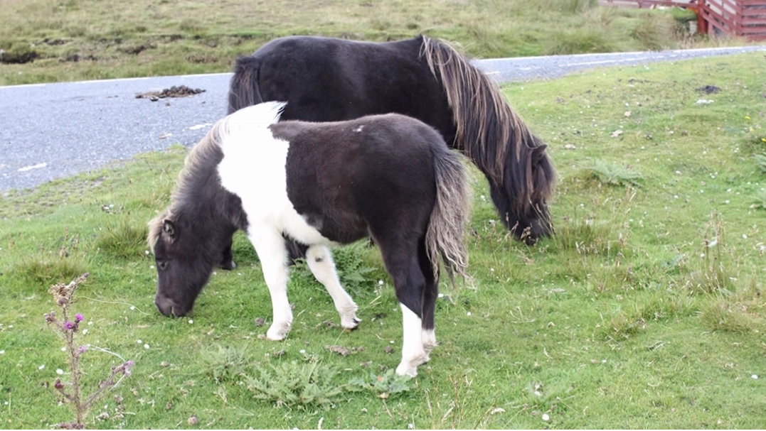 Đàn Shetland Pony đang thong thả gặm cỏ trên đồng