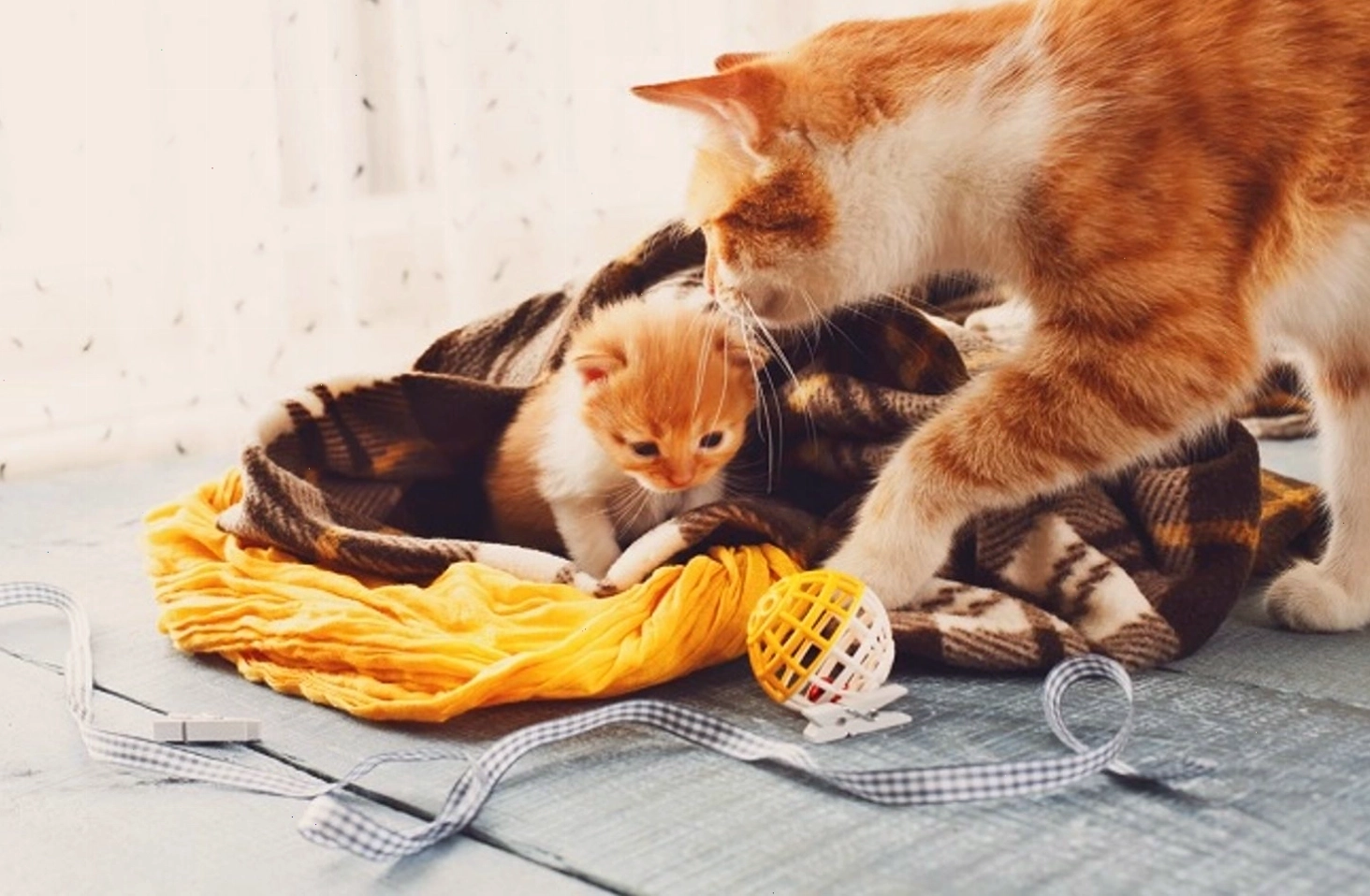 Dấu hiệu mèo mang thai: bụng to dần và thay đổi hành vi