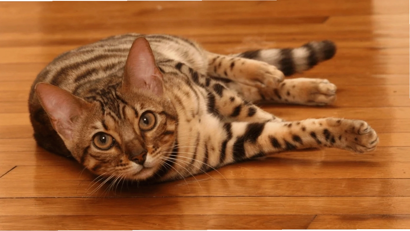 Địa chỉ mua mèo Bengal uy tín và đảm bảo chất lượng