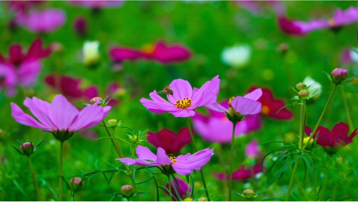 Đĩa thức ăn với các loại côn trùng cho tắc kè